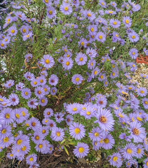 Aster amethystinus 'Freiburg'