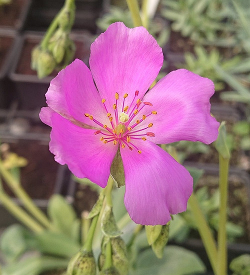 Calandrinia grandiflora (Rock Puslane)