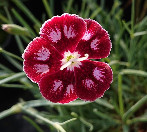 Dianthus 'Marjery Breeze'