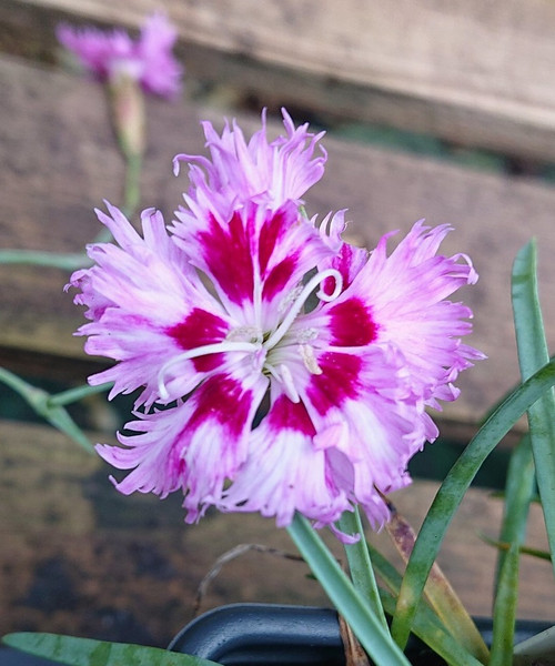 Dianthus 'Old Dutch Pink'