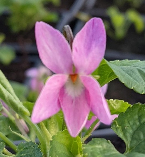 Viola odorata 'Lydia Groves'