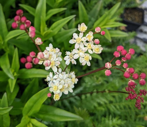 Filipendula vulgaris (Dropwort)