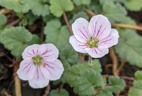 Erodium x variabile ‘Album’