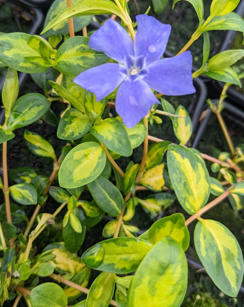 Vinca minor 'Illumination'