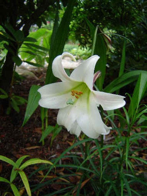 Lilium formosanum var. pricei (Dwarf Formosa Lily)