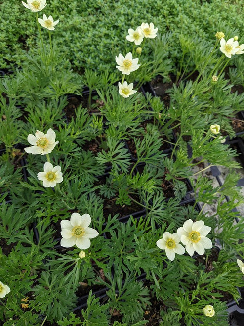 Anemone multifida ‘Annabella White’