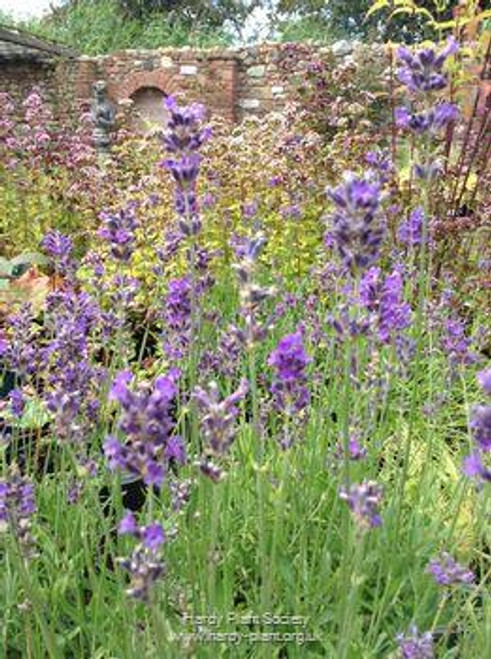 Lavandula angustifolia 'Munstead' (English Lavender)