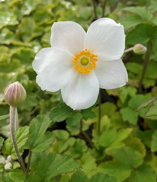 Anemone × hybrida 'Honorine Jobert'