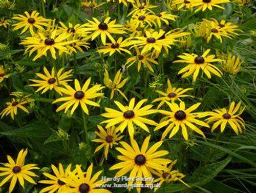 Rudbeckia fulgida var. sullivantii ‘Goldsturm’