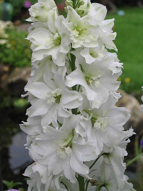 Delphinium 'Galahad'