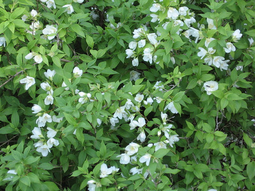 Philadelphus x lemoinei 'Manteau d'Ermine' (Hermione's Coat)