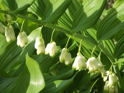 Polygonatum × hybridum (Solomon's Seal)