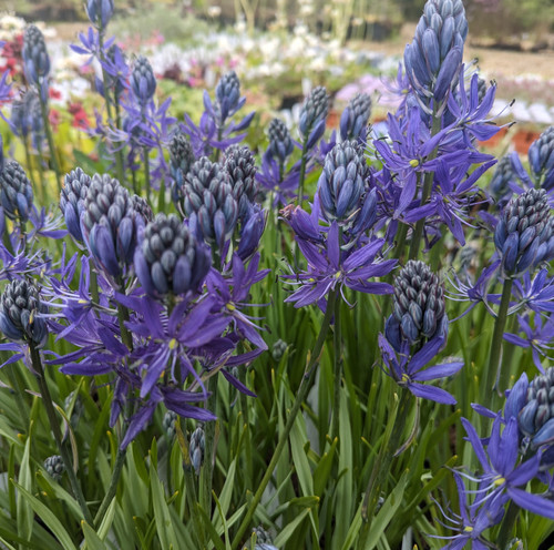 Camassia esculenta (Wild Hyacinth)