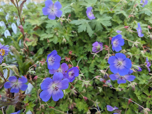 Geranium 'Rozanne'