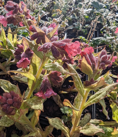 Pulmonaria 'Silver Bouquet'