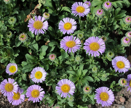 Erigeron glaucus 'Sea Breeze' (Beach Aster)