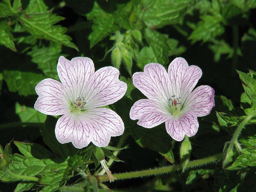 Geranium x oxanianum 'Katherine Adele'