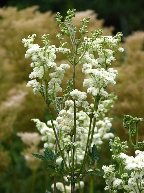 Filipendula ulmaria 'Flore Pleno' (Double Meadowsweet)