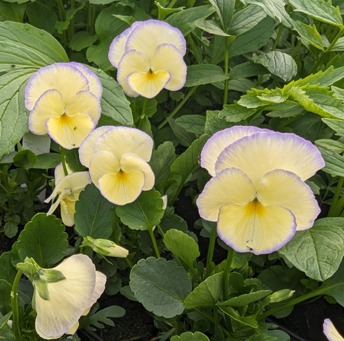 Viola 'Etain'