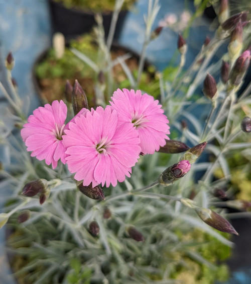 Dianthus 'Whatfield Miss'