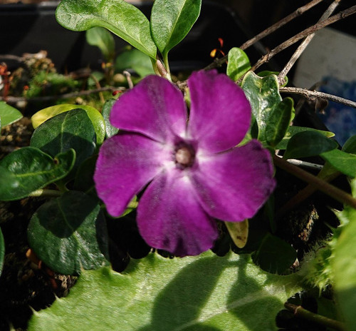 Vinca minor 'Atropurpurea'