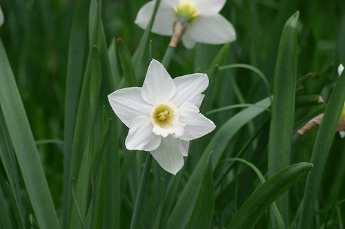 Narcissus 'Mount Hood' (Heritage Daffodil)