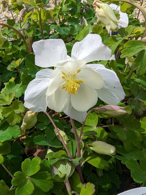 Aquilegia vulgaris 'Munstead White' 