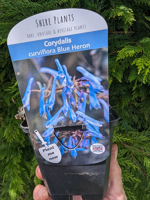 Corydalis curviflora 'Blue Heron'  (Fumewort)