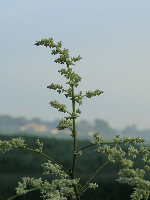 Artemisia lactiflora Guizhou (White Mugwort)