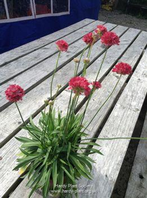 Armeria pseudarmeria 'Ballerina Red'