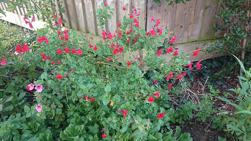 Salvia greggii 'Red Swing'