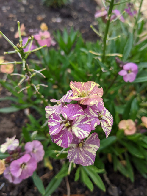 Erysimum 'Monet's Moment'