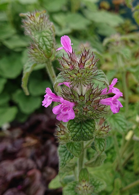 Clinopodium vulgare (wild basil)