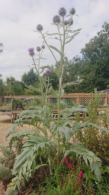 Cynara cardunculus (Cardoon)