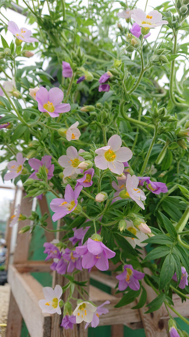 Polemonium carneum 'Apricot Delight'