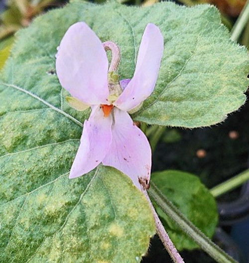 Viola odorata 'Cordelia'