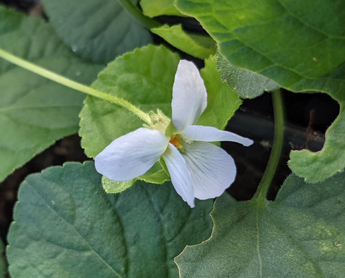 Viola odorata 'Reine des Neiges'