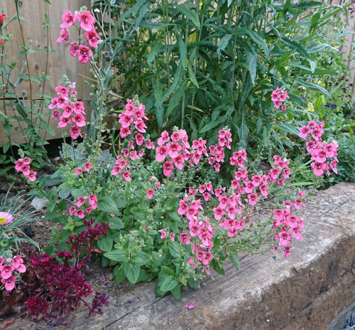 Diascia fetcaniensis 'Daydream'