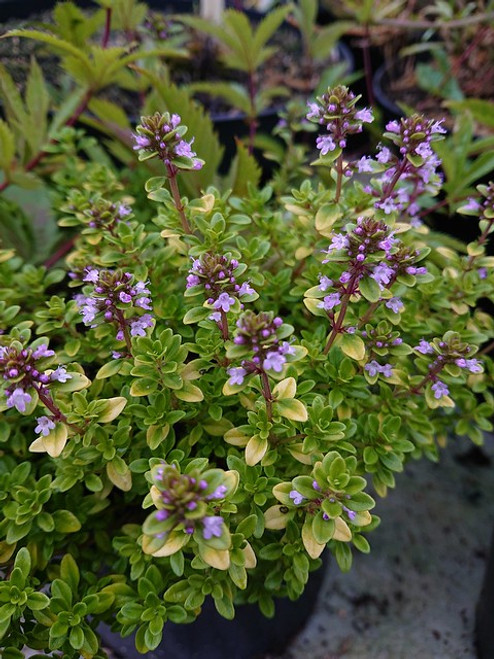 Thymus pulegioides 'Bertram Anderson'