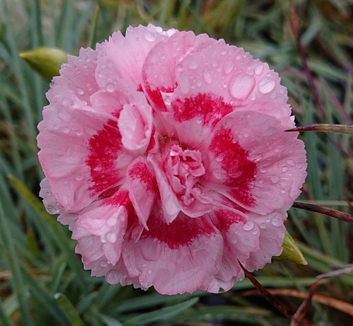 Dianthus 'Doris'