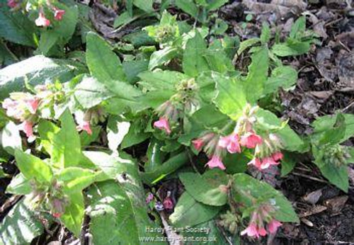 Pulmonaria rubra