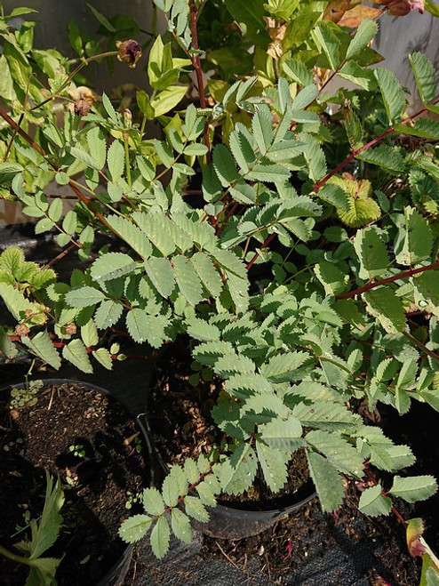 Sanguisorba obtusaSanguisorba obtusa