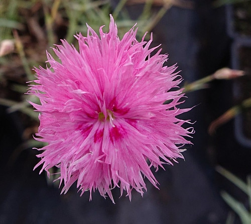 Dianthus 'Cockenzie'