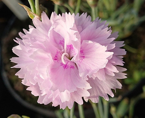 Dianthus 'Rachel'