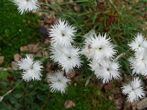 Dianthus squarrosus