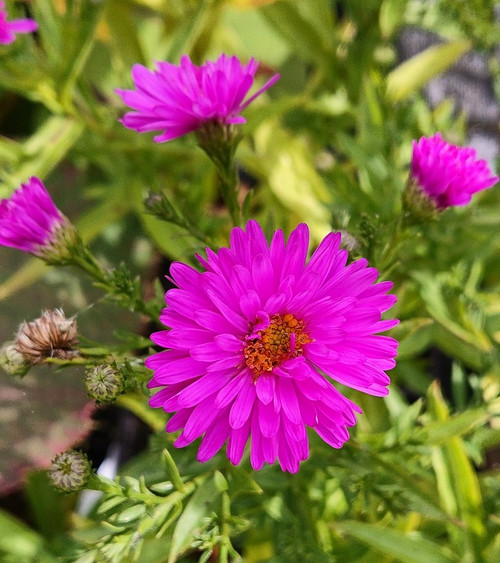 Aster novi belgii 'Jenny' (Symphyotrichum)