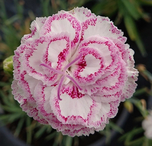 Dianthus 'Gran's Favourite'