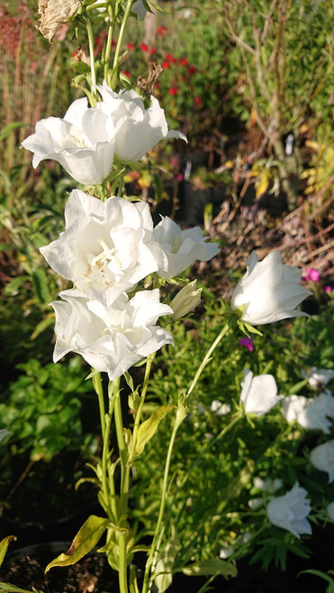 Campanula persicifolia 'Alba Coronata'