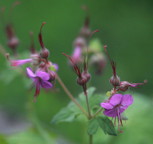 Geranium macrorrhizum 'Bevan's Variety'