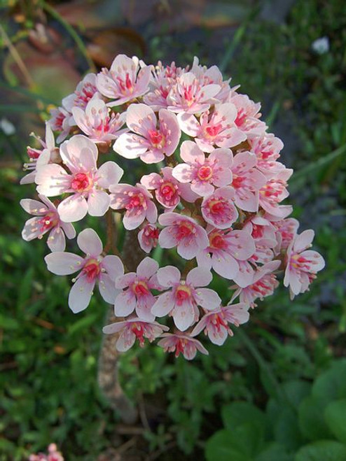 Darmera peltata